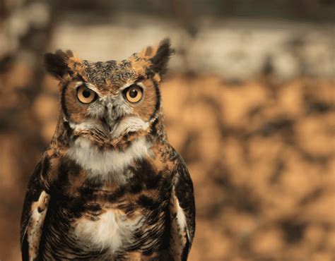 little owl in spanish.